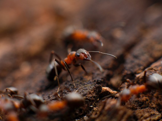 Focus on a single ant surrounded by a group of ants