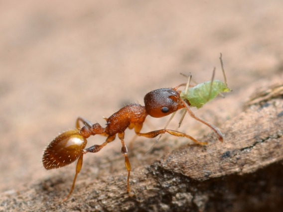 Ant carrying food up a hill