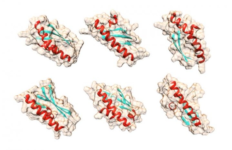 Six protein structures with red ribbons and blue beta sheets, Matt Cordes