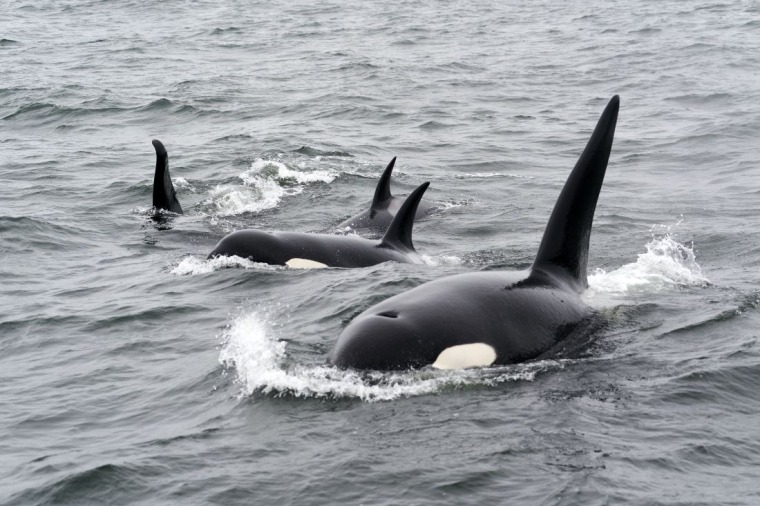 A pod of black and white killer whales in the water